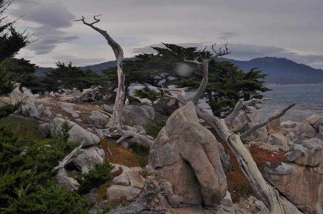 Ghost Tree